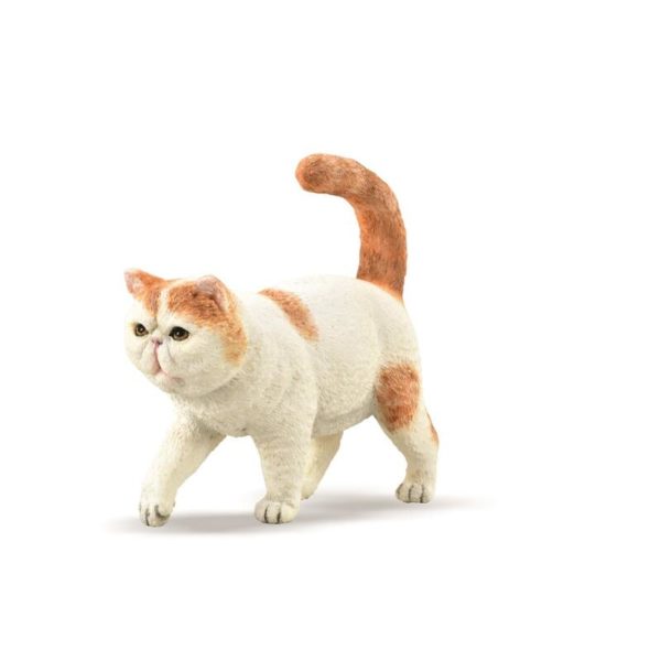 EXOTIC KORTHÅRET KATT S