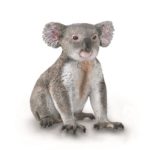KOALA M